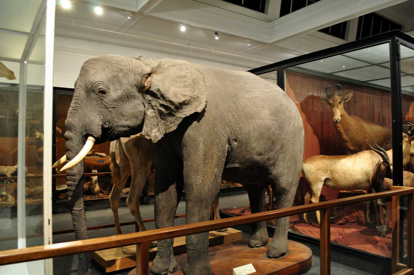 Животные зоологического музея. Национальный музей Кейптаун. Южноафриканский изико-музей. Muzei CEIP taun.