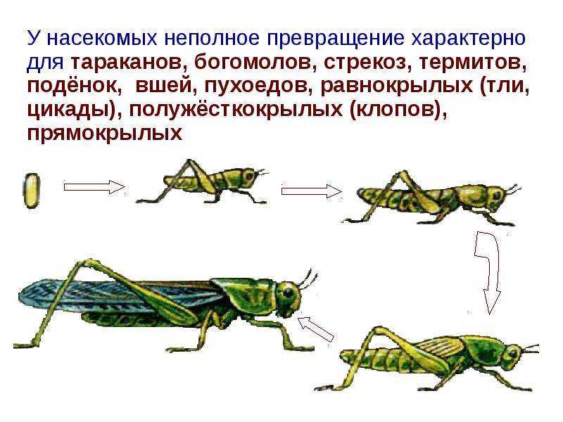 Превращение (метаморфоз) насекомых