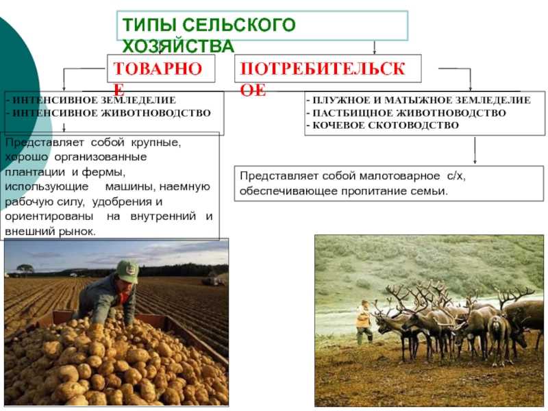 Сельское хозяйство в армении - agriculture in armenia