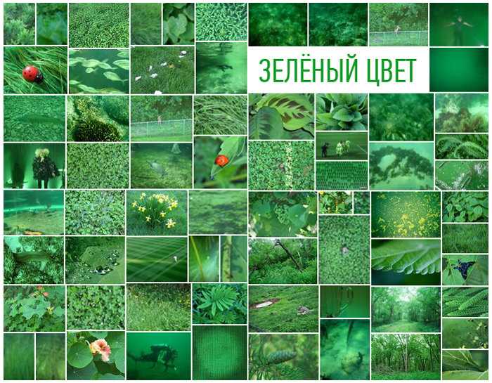 Самые интересные факты о зеленом цвете | vivareit