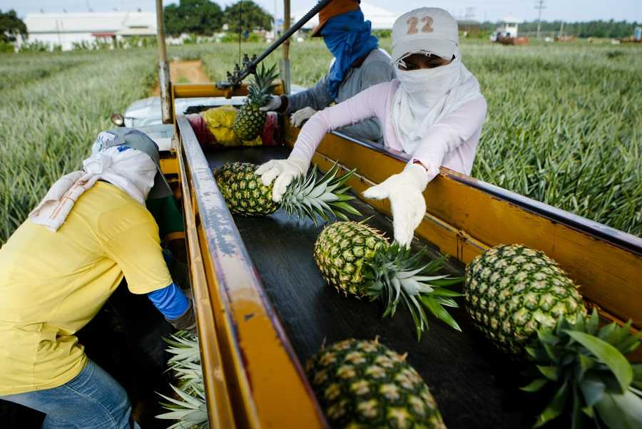 Хозяйство малайзии. Филиппины хозяйство. Филиппины аграрное хозяйство ананасы. Экономика Филиппин. Сельское хозяйство филиппинцев.