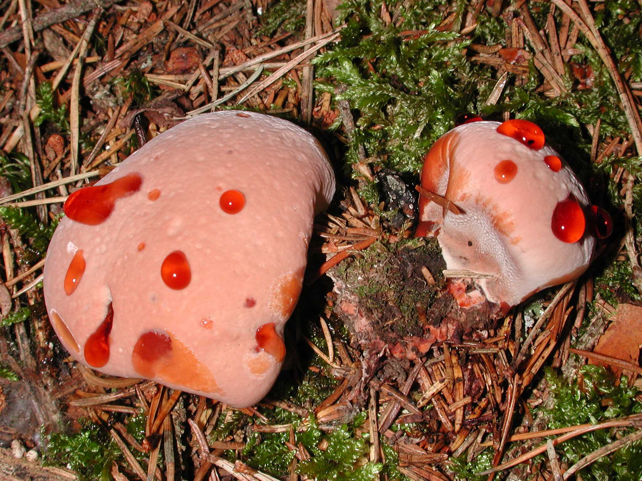 Psytrance-короли из израильской группы infected mushroom