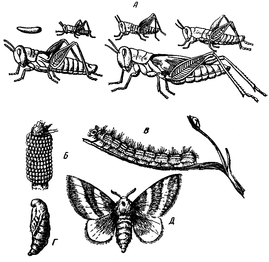Полный метаморфоз стадии. Цикл развития насекомых с неполным превращением. Неполный метаморфоз(гемиметаболия). Полный и неполный метаморфоз насекомых. Эволюция насекомых.
