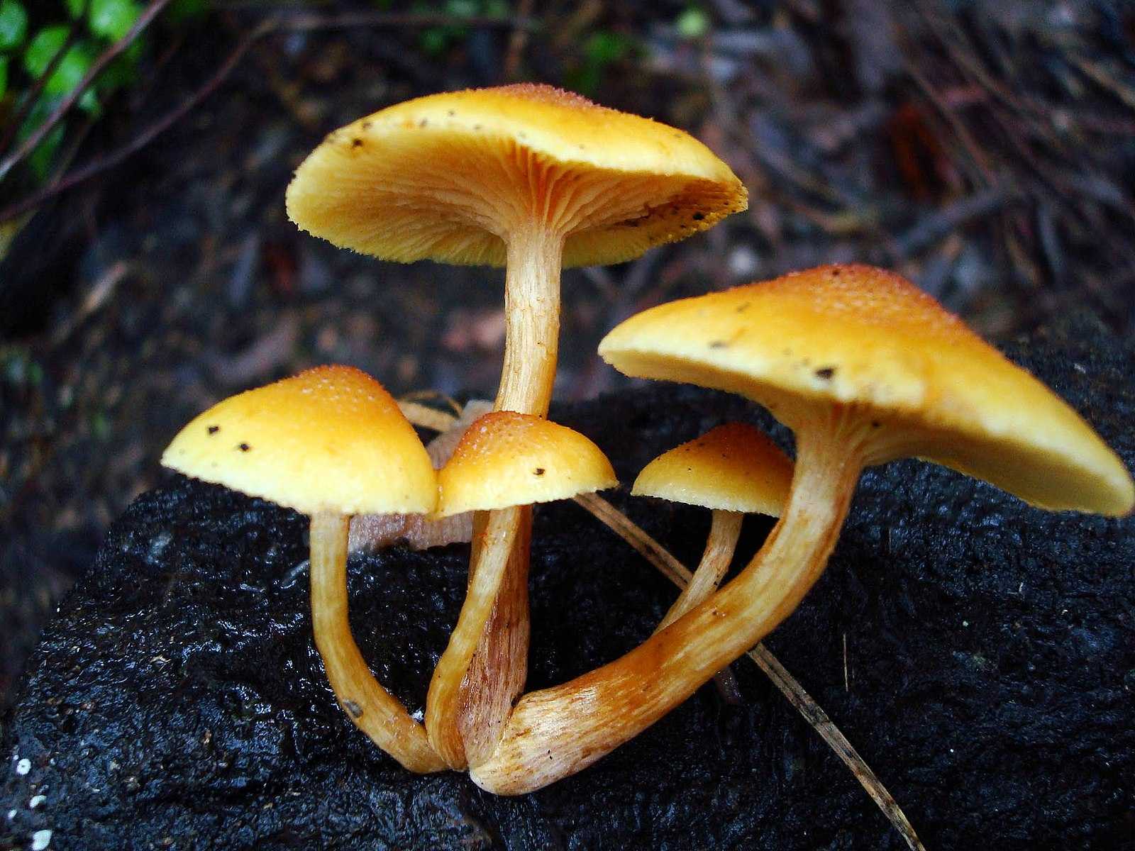 Инфекционный гриб - infected mushroom