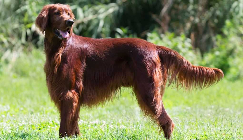 Шотландские породы собак: фото и краткое описание
