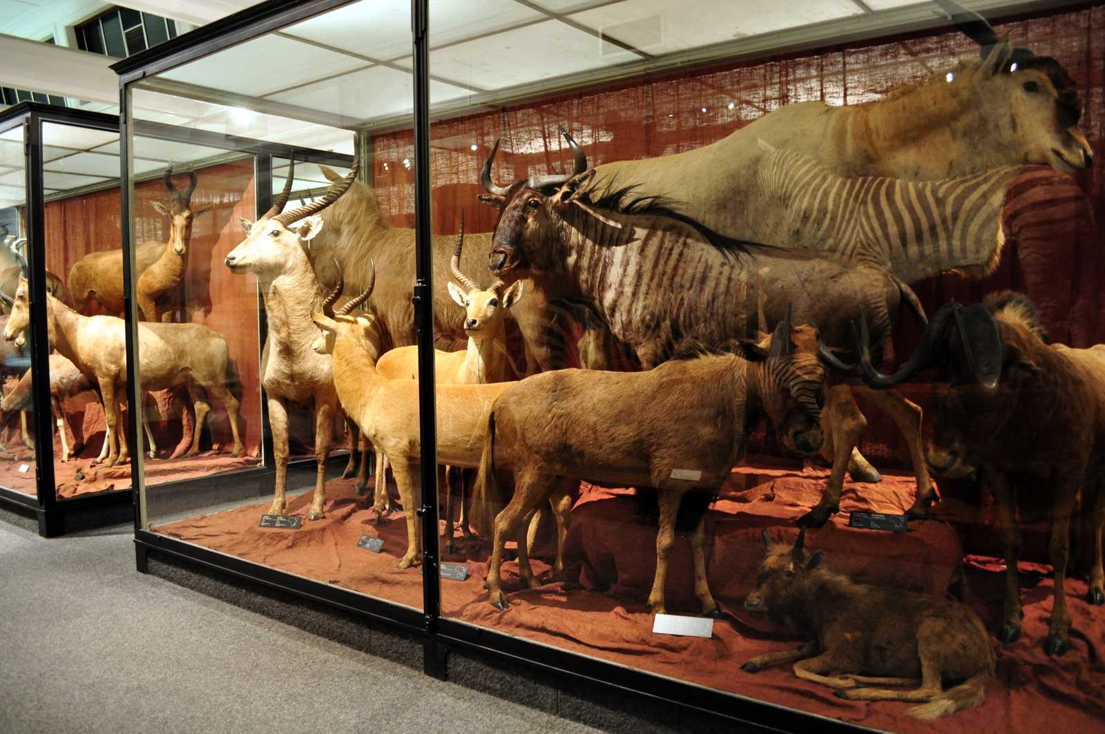 музей с животными